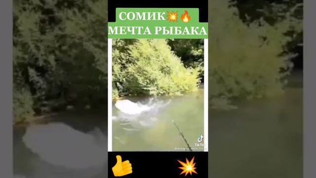 Рыбалка Сом , мечта рыбака