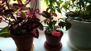 Обзор комнатных цветов.Гибискус,колиус и др.