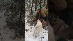 Как режут кабанов