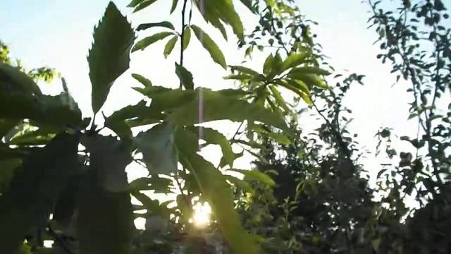 Цветение каштана съедобного.