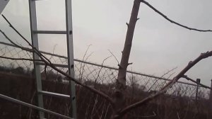 Обрезка черешни весной