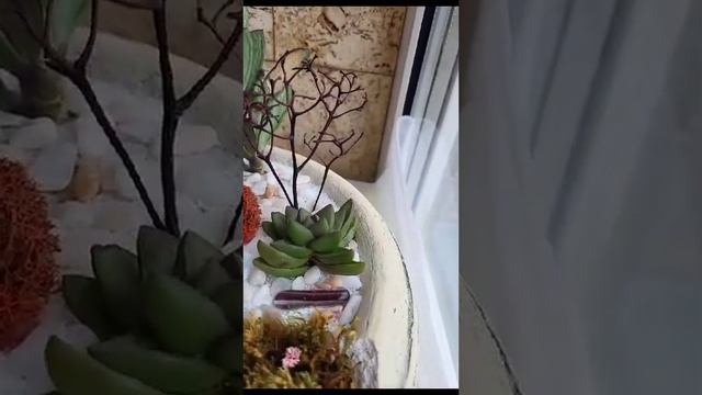 композиция с живыми суккулентами. Без повторов. сделаю на заказ другие варианты. Новосибирск.