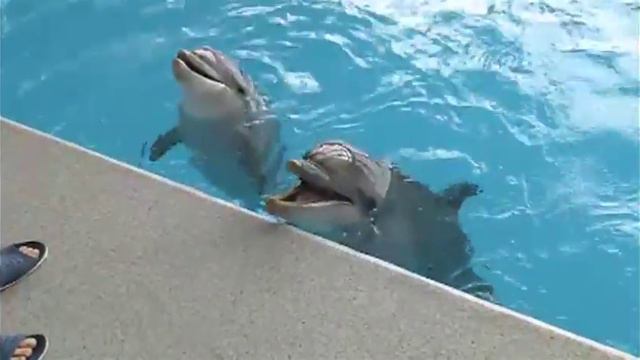 Полтора натуралиста: Дельфины смотреть онлайн