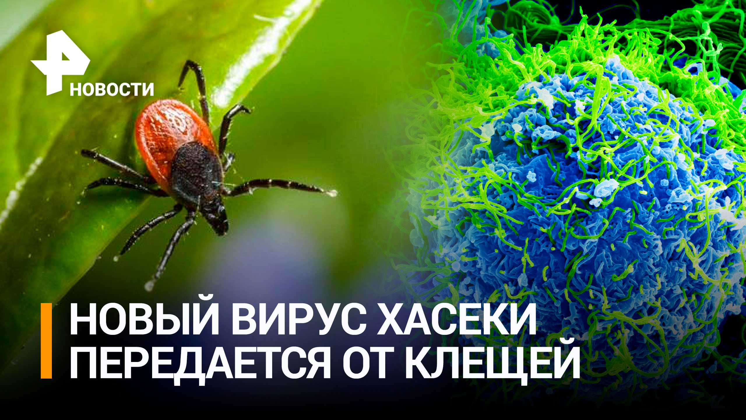 В России обнаружили новый вирус Хасеки, передающийся от клещей / РЕН Новости