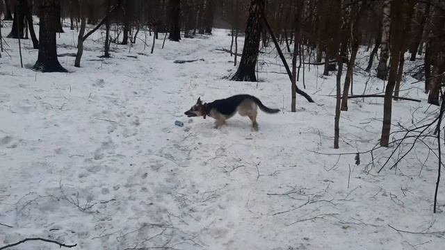 ВЕО. Вперед и только вперед! Прыжки Восточно-европейской овчарки! Трюки!