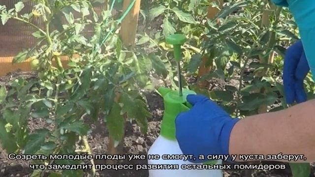 Чем полить помидоры, чтобы быстрее краснели: лучшие подкормки для томатов и лайфхаки для ускорения.