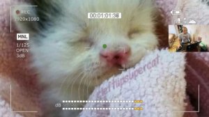 Этого необычного котёнка решили выкинуть на улицу, но посмотрите на него сейчас!