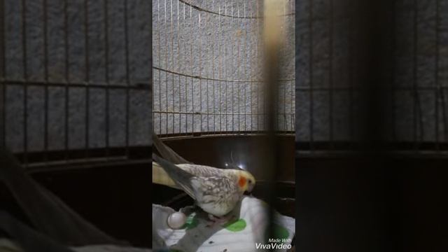 Корелла несёт яйца смотреть онлайн