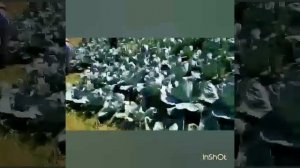 Даргинцы против Аварцев