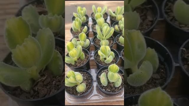 Patinhas de urso variegatas (Cotyledon tomentosa), disponivel no site www.amantiquira.com смотреть онлайн