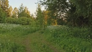 Лесная полянка - 16 июня 2023