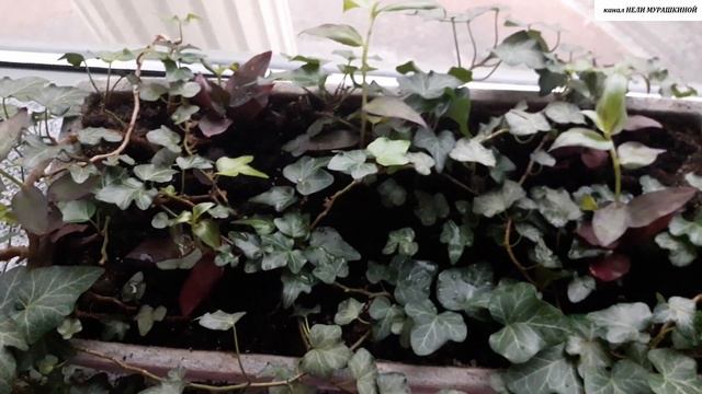 КОМНАТНЫЕ РАСТЕНИЯ ЗИМОЙ. Как изменяется внешний вид ТРАДЕСКАНЦИИ при недостатке света. смотреть онлайн