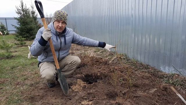 Сажаем голубику весной. Саженцы. Сад. Огород. Хвойск.
