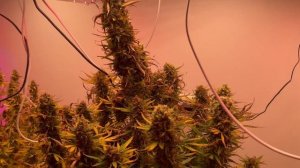 Завершаю цикл на Advanced Nutrients. Общие впечатления.