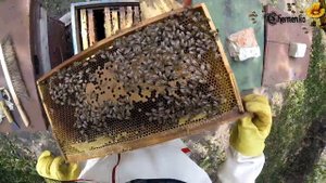 20180817 Объединение двух семей пчел. Пасека с нуля. Видео дневник начинающего пчеловода...
