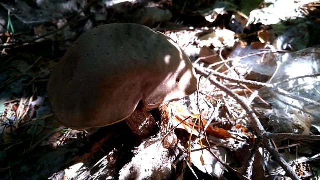 Летние грибы в Украине. Summer mushrooms in Ukraine. смотреть онлайн