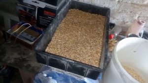 Зерно дробилка мелим свиньям зерно