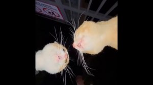 Коты орут