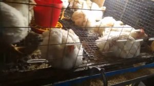 Приспособление для кормления бройлеров.