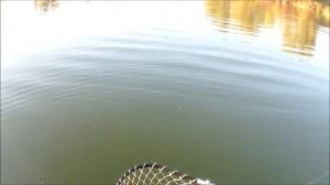 Ловля судака днём. Ока Рязань 20-21.09.2014г..mp4  Ставьте лайк!