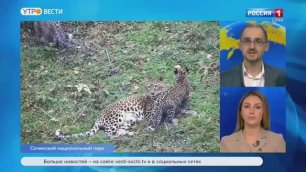 Воспитанников сочинского Центра восстановления леопарда готовят к взрослой жизни на воле