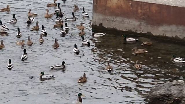 Интересно понаблюдать за утками на речке. Утки на реке Уж. Город Ужгород. ASMR смотреть онлайн