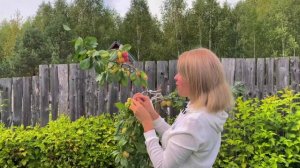 Слива МАЛАХОВСКАЯ