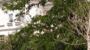 Решетка кельи последнего монаха Мамай-Маджарского монастыря и уцелевшее монастырское здание