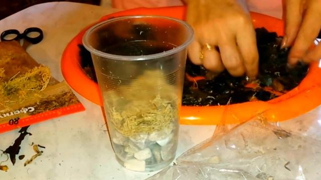 Пересадка орхидеи в закрытую систему- эксперимент (часть 1) смотреть онлайн