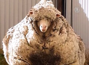 В Австралии с одного барана состригли 40 кг шерсти