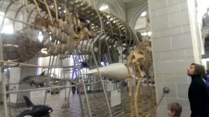 П446 - небольшой кит - день 15 - видео 11 - Немец опять офигевает в России