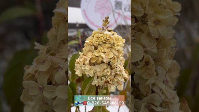 Принимаем заказы на май 2024г Питомник-Гортензий.рф ??☎️8-926-645-46-99 смотреть онлайн