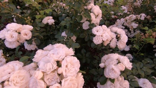 Роза мускусная Нэж д этэ Neige d'Ete смотреть онлайн