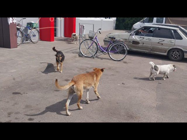 Курск. Брошенные в приграничье. Эвакуация и гуманитарная помощь животным