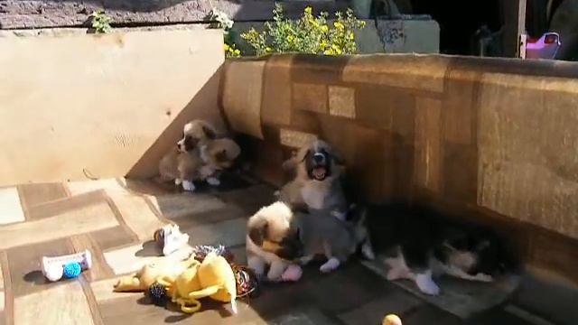 корги-малышам жарко и страшно смотреть онлайн