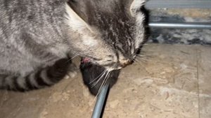 Cat Eats Rat ASMR | Crunchy Sounds 2024