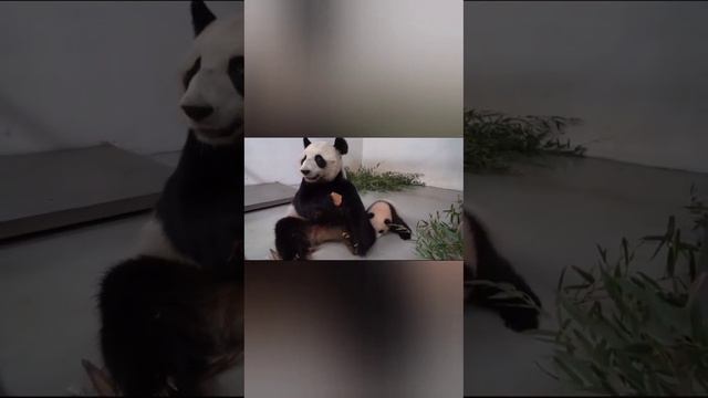 •🐼🤗Диндин восстанавливает силы/Московский зоопарк смотреть онлайн