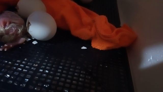 Вылупление цыплят в инкубаторе несушка смотреть онлайн