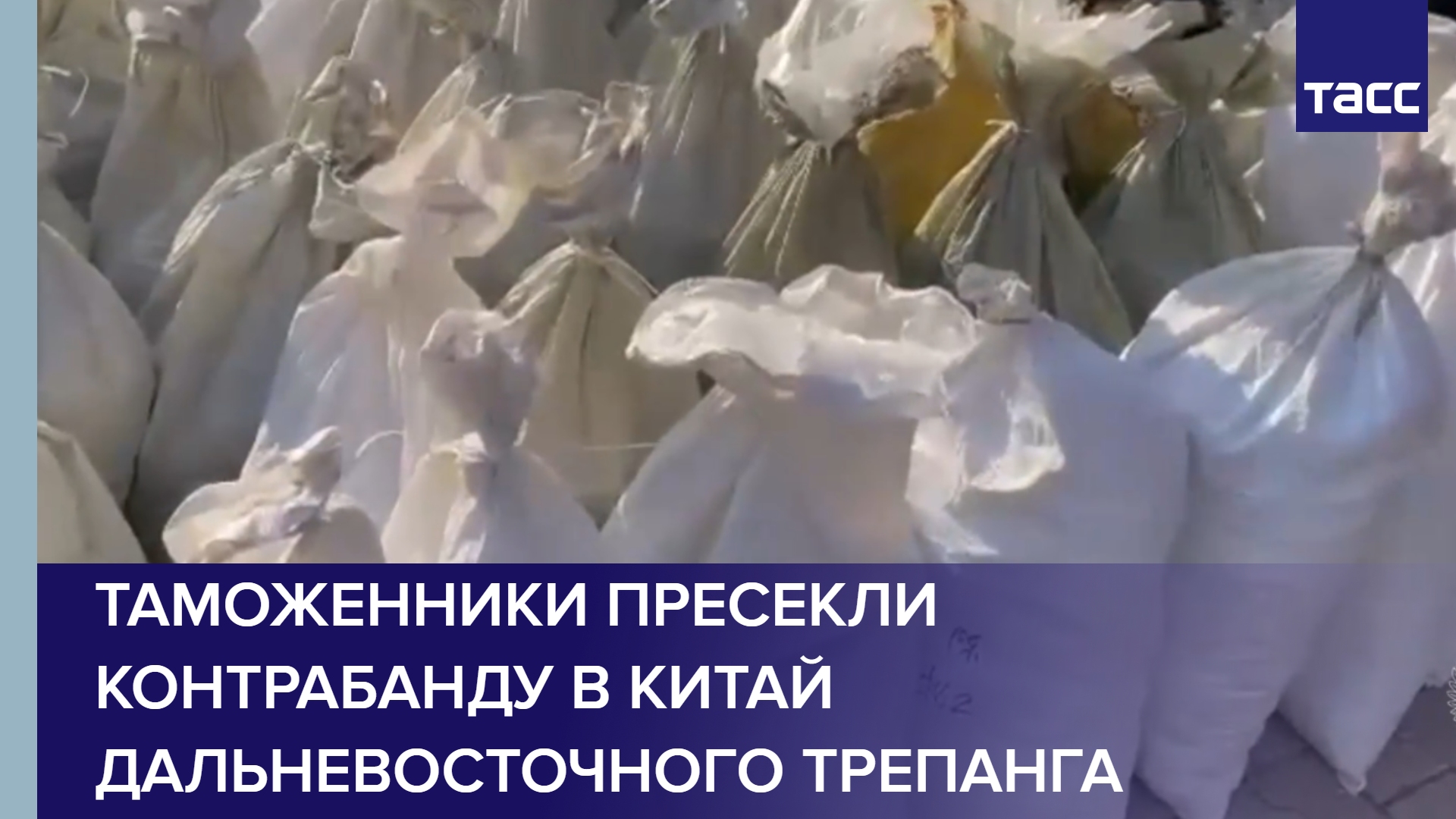 Таможенники пресекли контрабанду в Китай дальневосточного трепанга