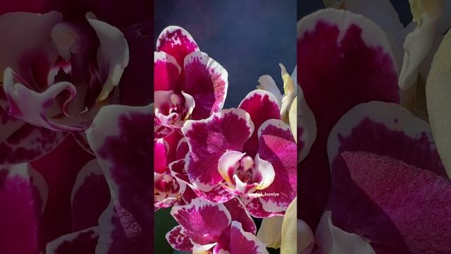 Phal. Knight Rider ❤️ & phal. Golden Jaguar ? | Бабочка и бабулетка | Пышное цветение орхидей дома