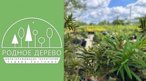 Питомник "Родное Дерево"