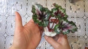 Новые бегонии в моей коллекции.Распаковка посылки с детками декоративно-лиственных бегоний.