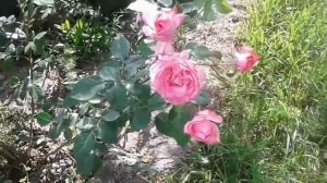 Нежная плетистая роза Хендель. Delicate climbing rose Hendel.