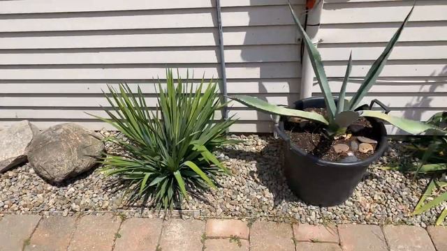 Yucca and largest Agave Americana zone 6a update смотреть онлайн