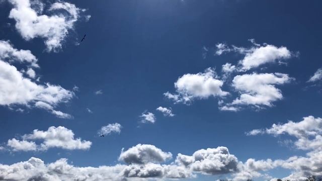 Парящие аисты смотреть онлайн