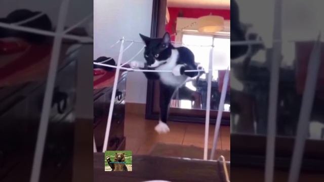 Когда в спортзале без тренера