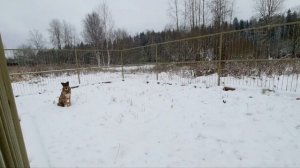 Пёс Петя встречает гостей ❄🐕 ПАРК ЗЕМЛЯ ПРАЙДА 🌿