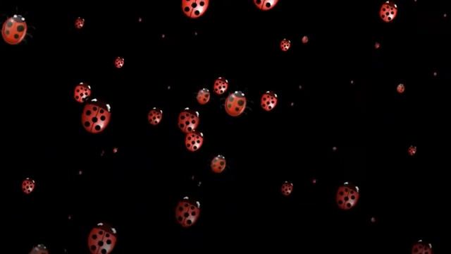 ФУТАЖ БОЖЬЯ КОРОВКА ПОЛЗЕТ смотреть онлайн