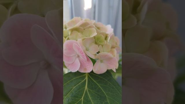 Первое цветение гортензии крупнолистной Боденси смотреть онлайн