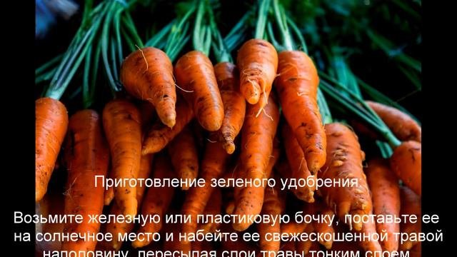 Чем надо подкормить морковь для хорошего урожая, но без 